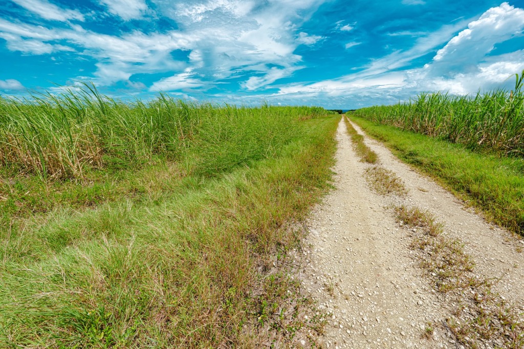 Gravel Road Sugar Cane Field  - Kanenori / Pixabay