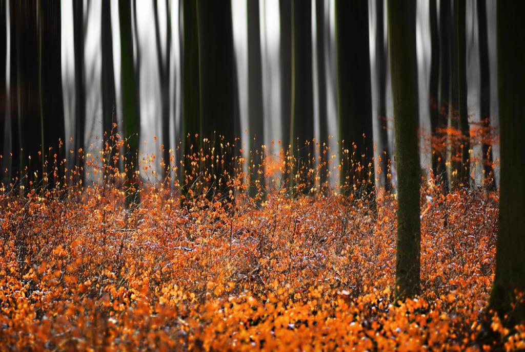 Gravity Forest Leaves Autumn Trees  - 13589689 / Pixabay