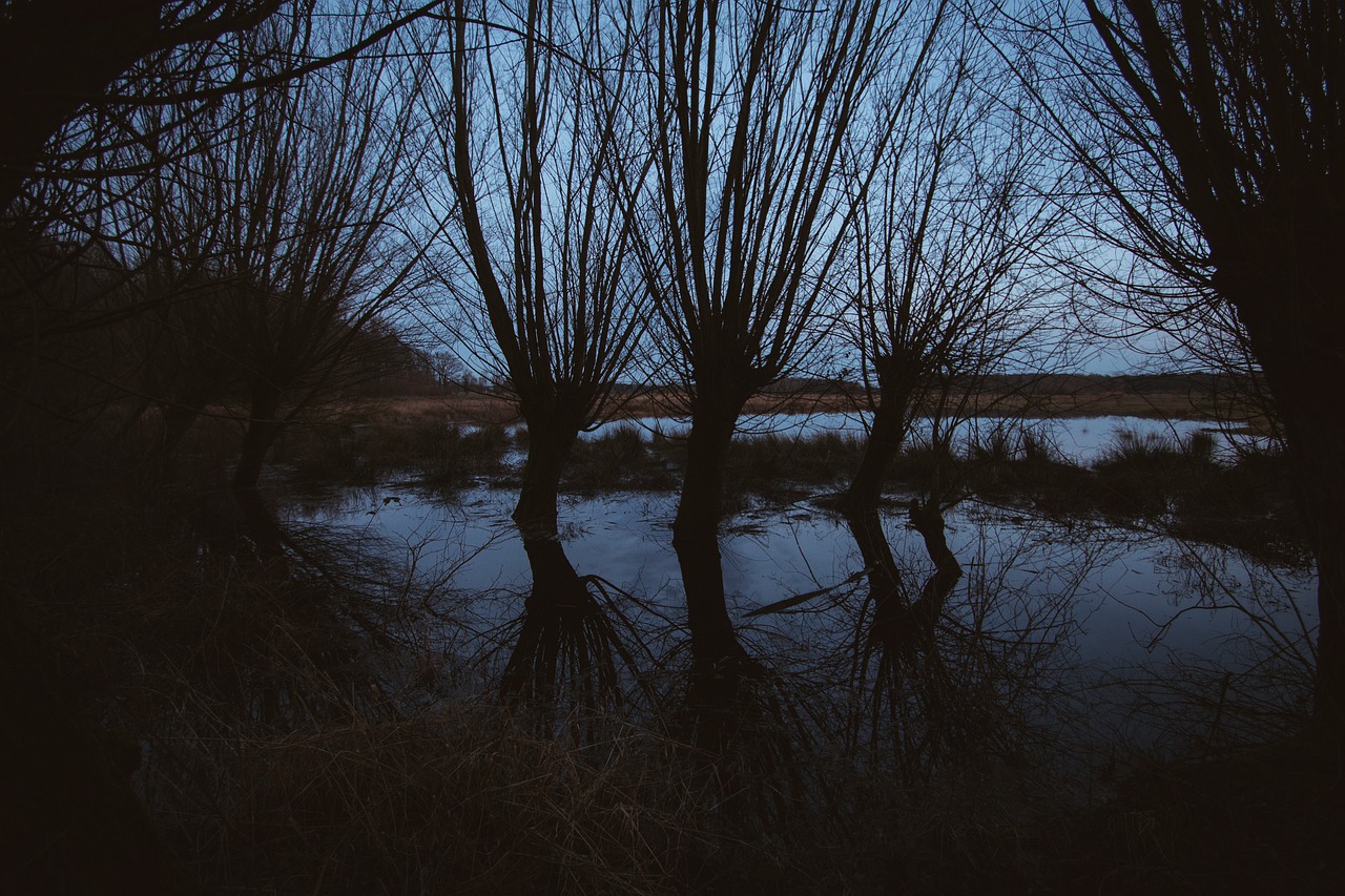 Graze Dark Moor Mystical - sgrunden / Pixabay