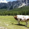 Grazing Cows Meadow Mountains Lawns  - dendoktoor / Pixabay