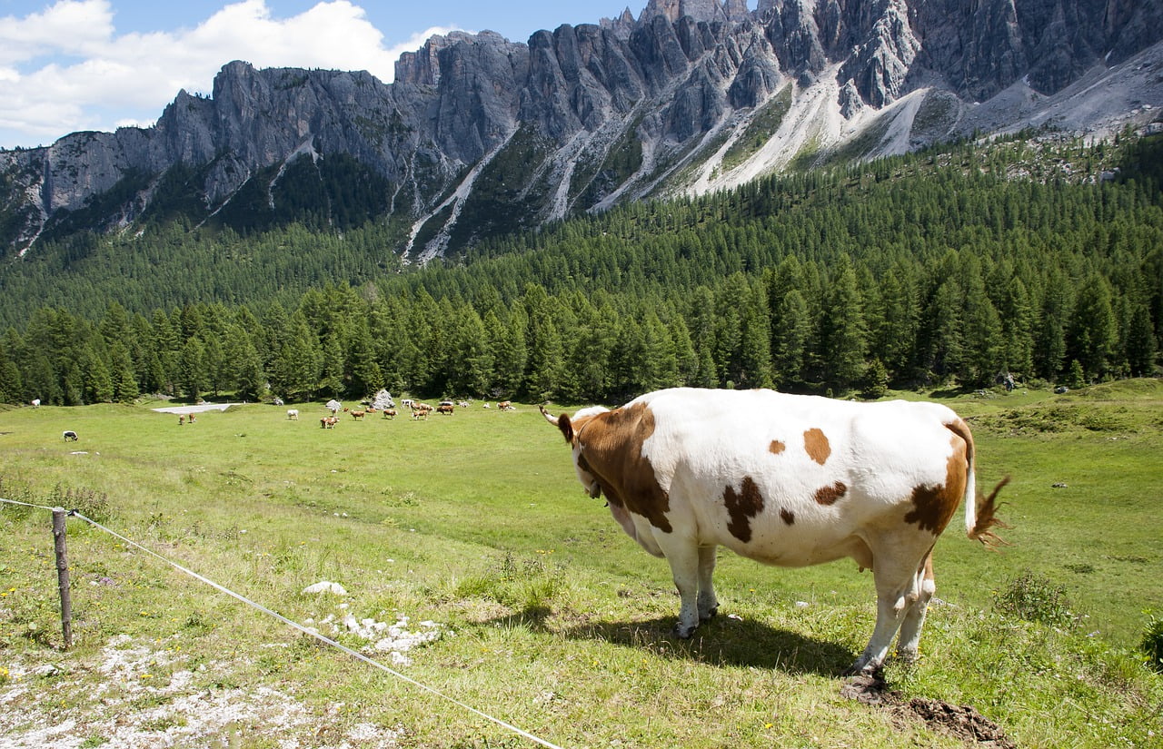 Grazing Cows Meadow Mountains Lawns  - dendoktoor / Pixabay