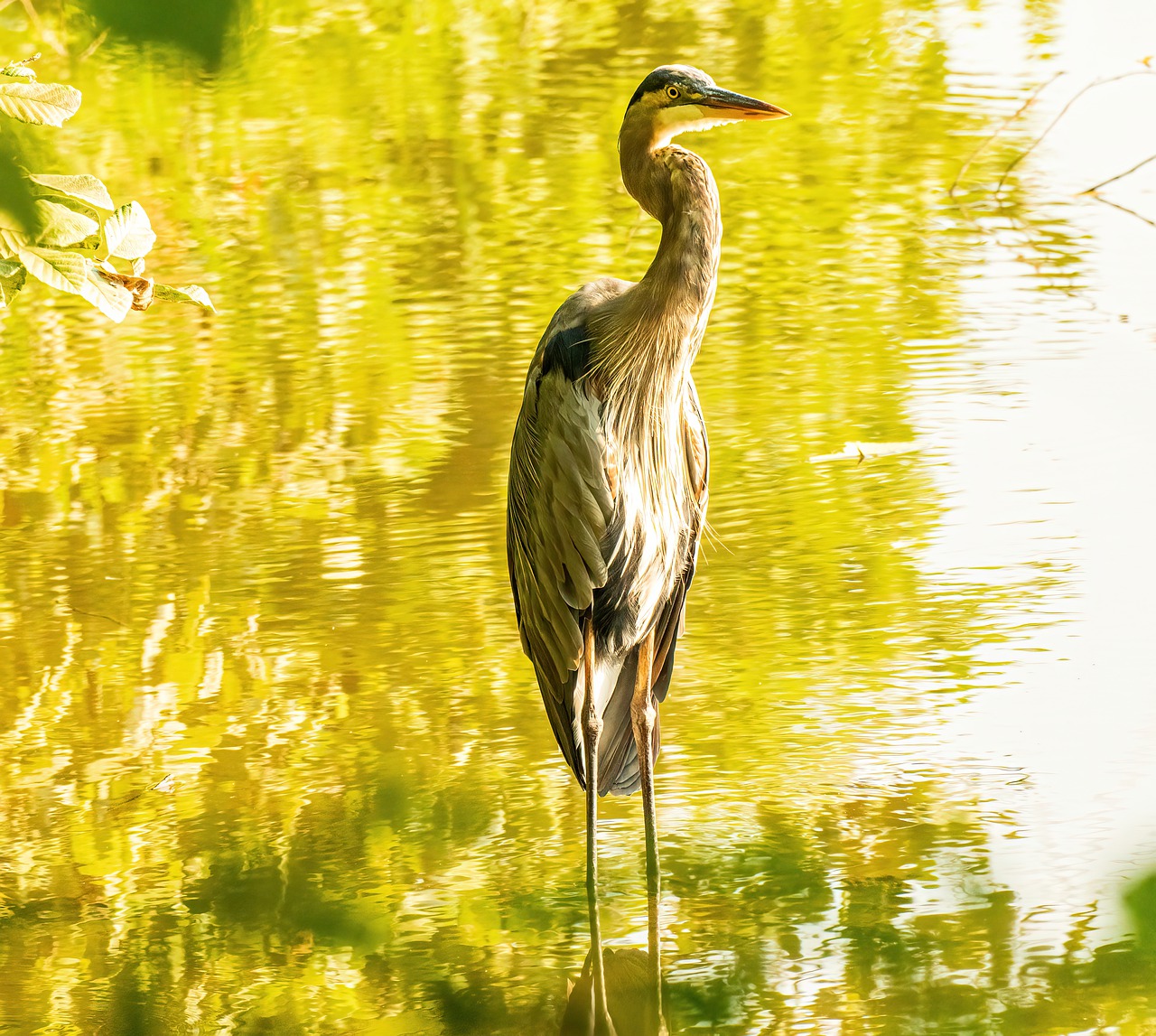 Great Blue Heron Heron Bird Animal  - wileydoc / Pixabay