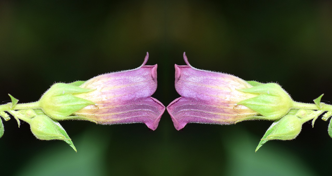 great cherry belladonna nature 2442241