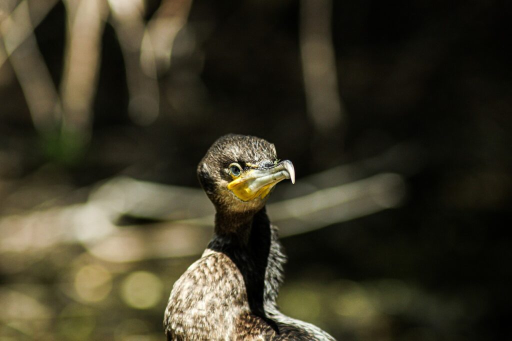 Great Cormorant Birdwatching  - andreiprodan_ / Pixabay