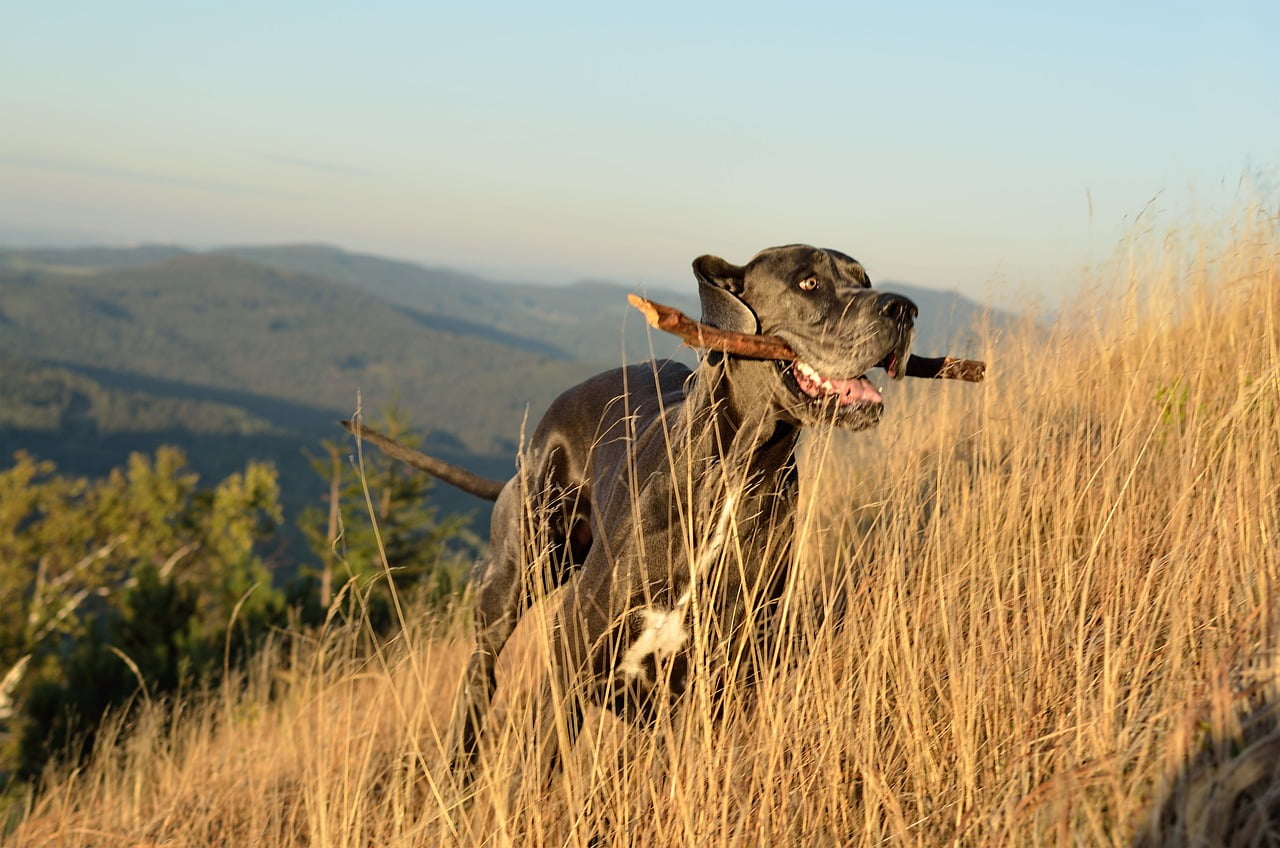 Great Dane Aport Autumn Great Dane - mtajmr / Pixabay