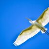 Great Egret Bird Flying Egret  - Hinotoriko / Pixabay
