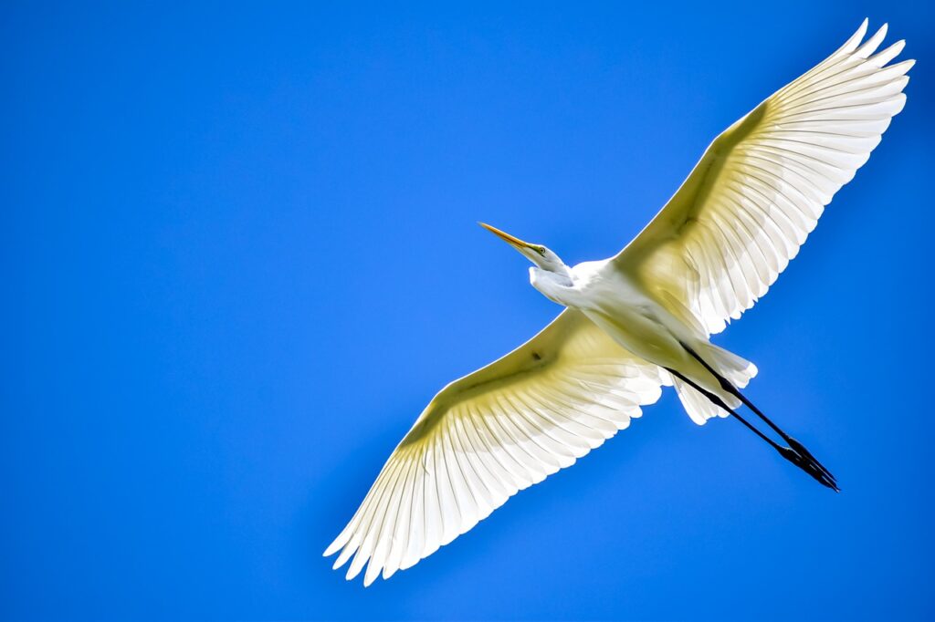 Great Egret Bird Flying Egret  - Hinotoriko / Pixabay