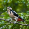 Great Spotted Woodpecker Bird  - phr159 / Pixabay
