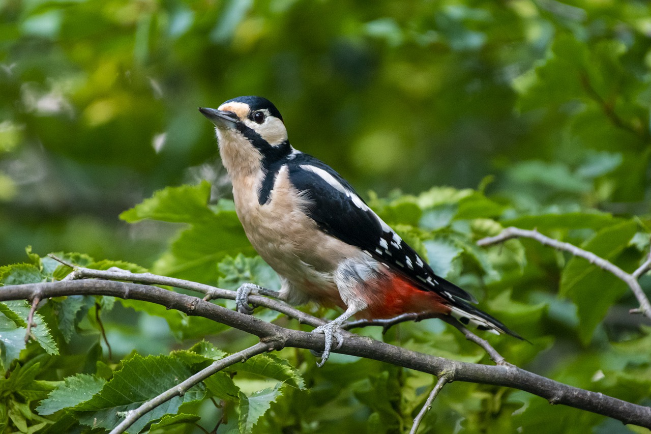 Great Spotted Woodpecker Bird  - phr159 / Pixabay