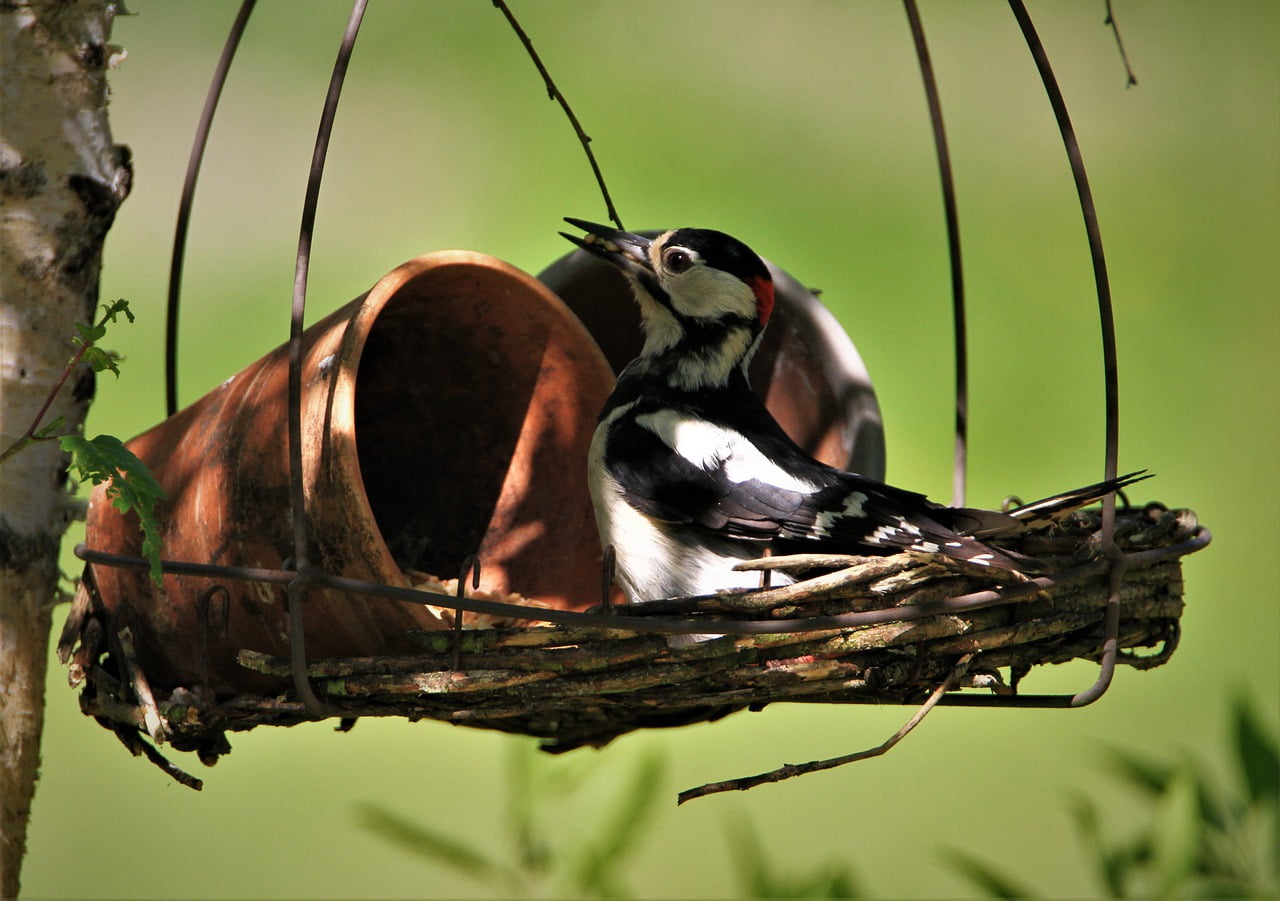 Great Spotted Woodpecker Male  - Carola68 / Pixabay