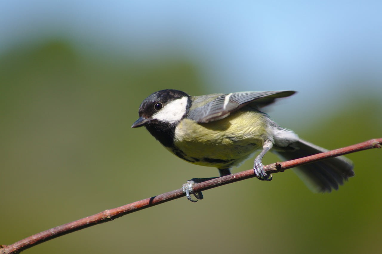 Great Tit Bird Twig Bokeh Tit  - photosbygreenwood / Pixabay