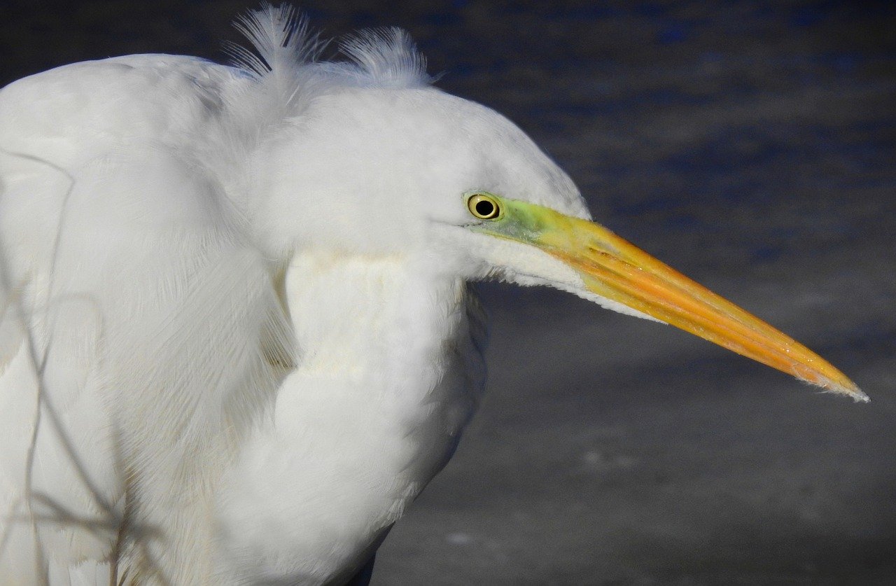 Great White Egret Egret Bird Animal  - MabelAmber / Pixabay