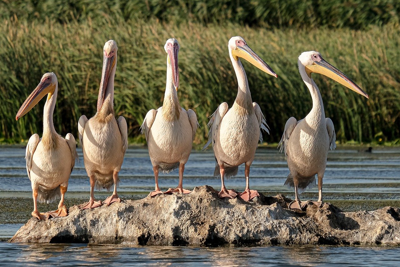Great White Pelicans Birdwatching - andreiprodan_ / Pixabay