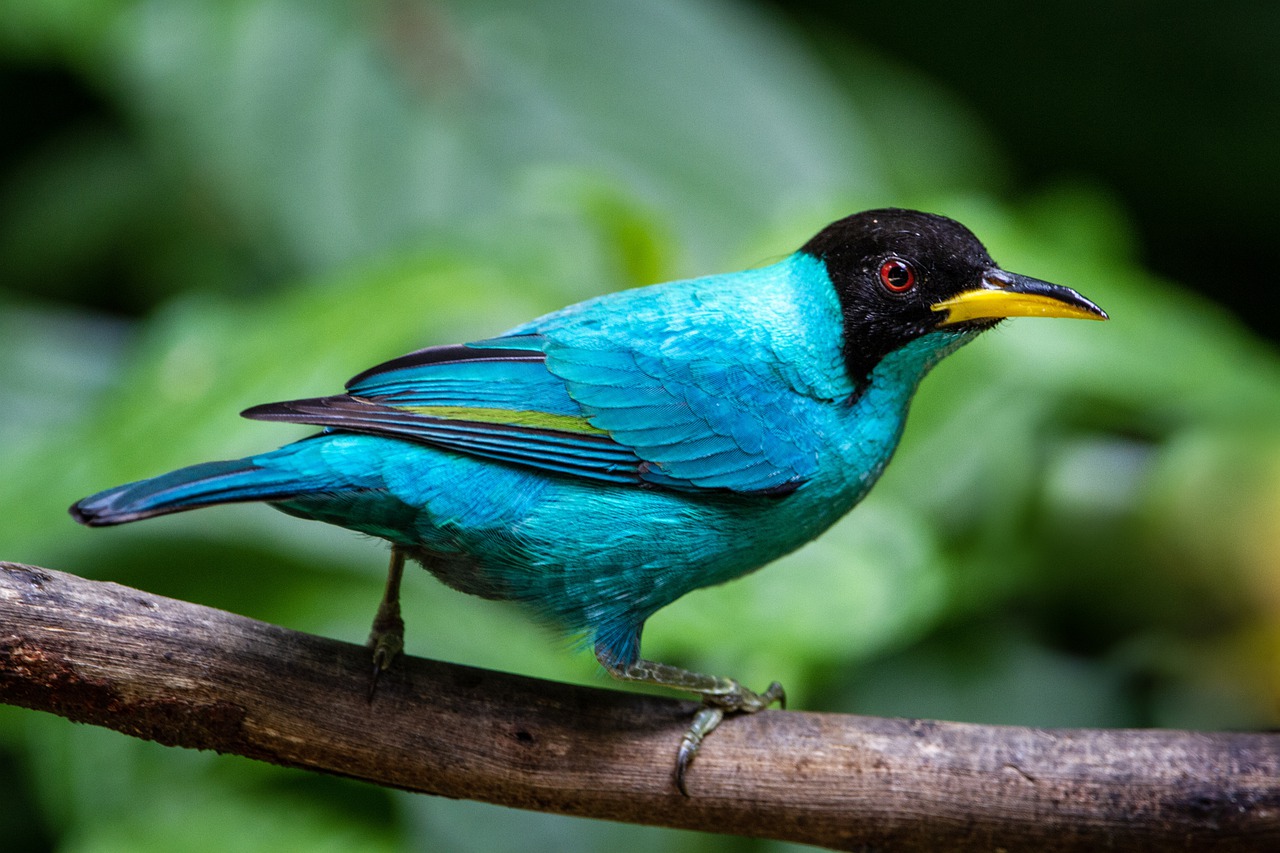 Green Honeycreeper Bird Nature  - Paulswilderness / Pixabay