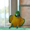 Green Parakeet Yellow Parakeet  - BeStrongEnoughToLetGo / Pixabay