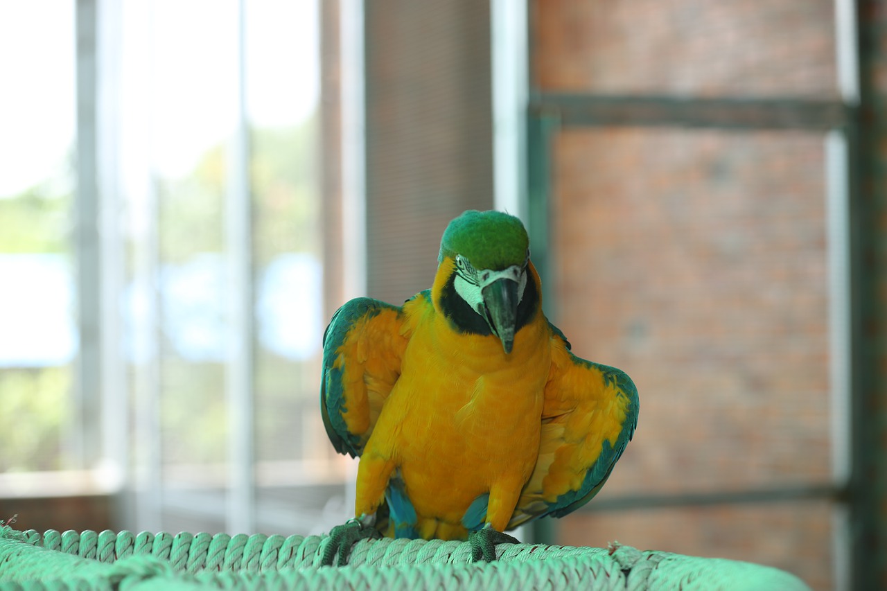 Green Parakeet Yellow Parakeet  - BeStrongEnoughToLetGo / Pixabay