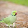 Green Parakeets  - BeStrongEnoughToLetGo / Pixabay