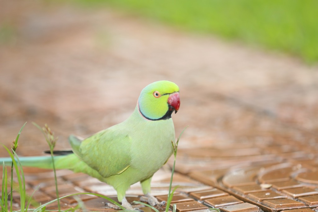 Green Parakeets  - BeStrongEnoughToLetGo / Pixabay