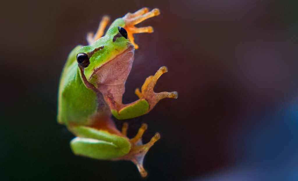 Green Tree Frog Frog Animal  - mpibolleau / Pixabay