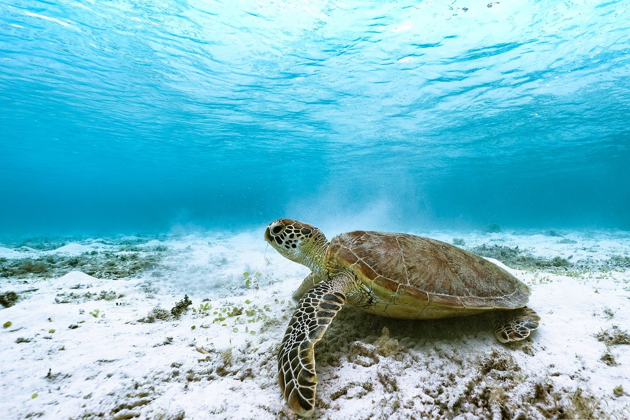 Green Turtle Turtle Animal Reptiles  - Kanenori / Pixabay