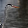 Grey Heron River Water Beak  - JRamsdin / Pixabay