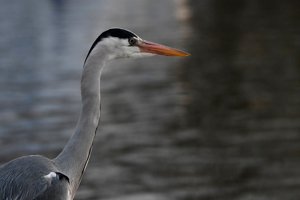 Grey Heron River Water Beak  - JRamsdin / Pixabay