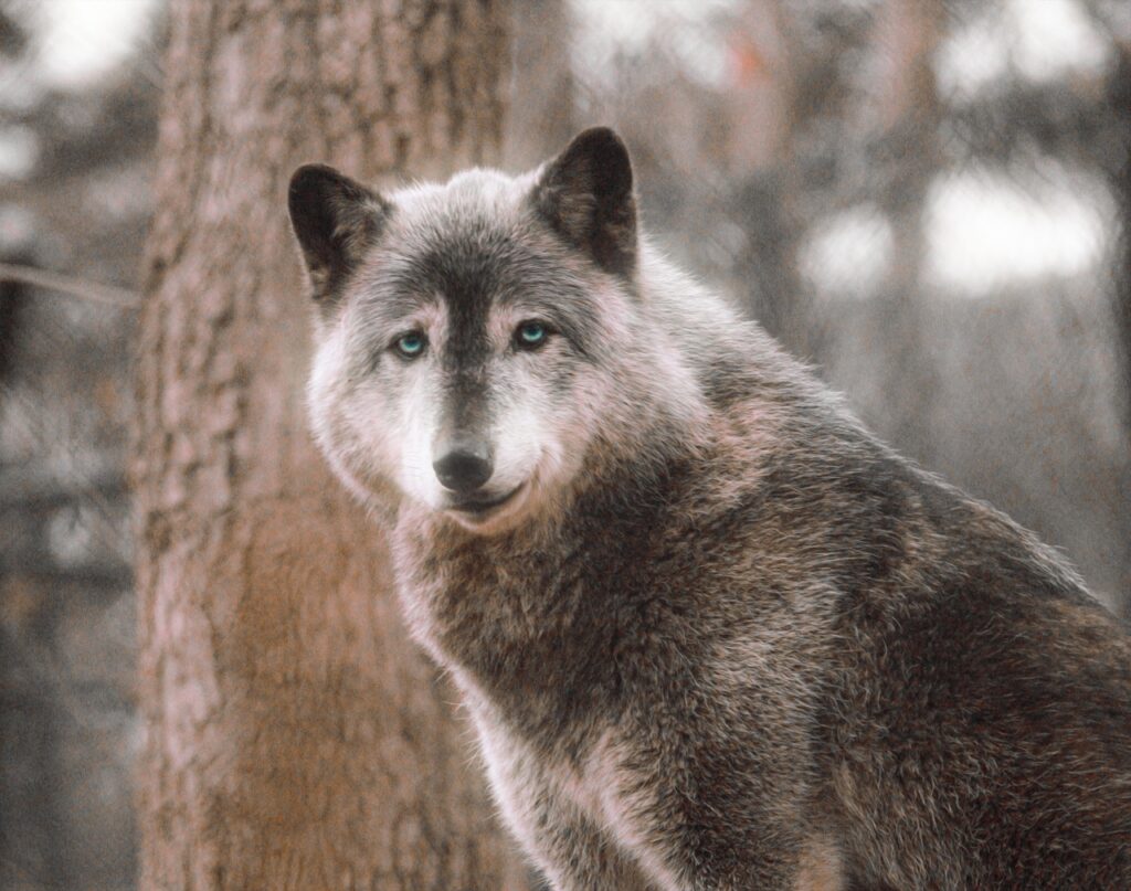 Grey Wolf Happy Wild Timber Wolf  - Prettysleepy / Pixabay