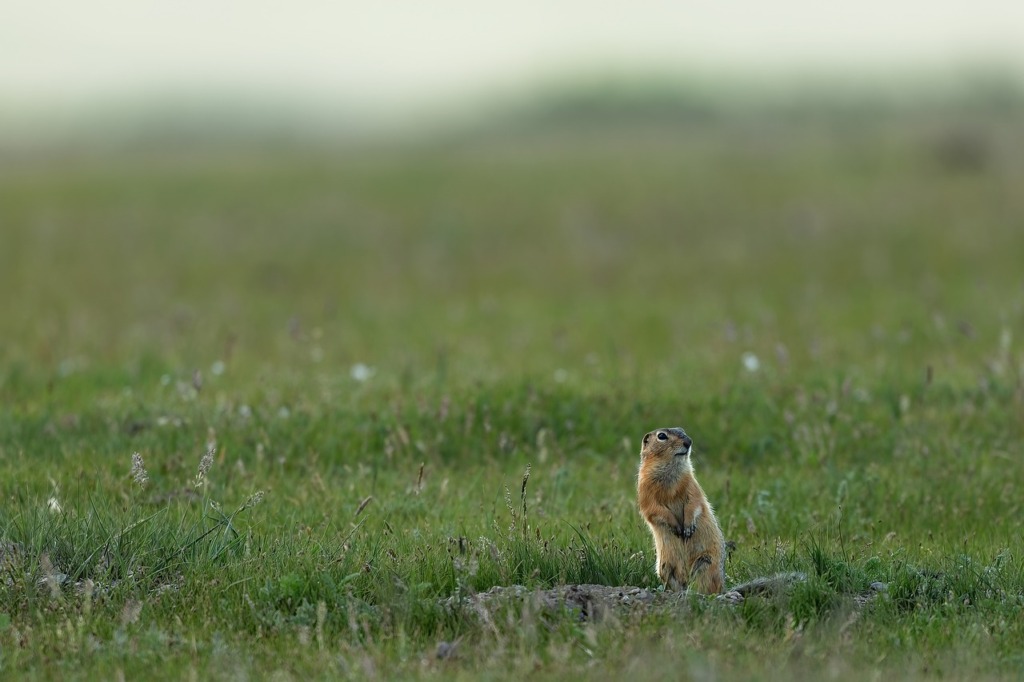 Ground Squirrel Squirrel  - Kanenori / Pixabay