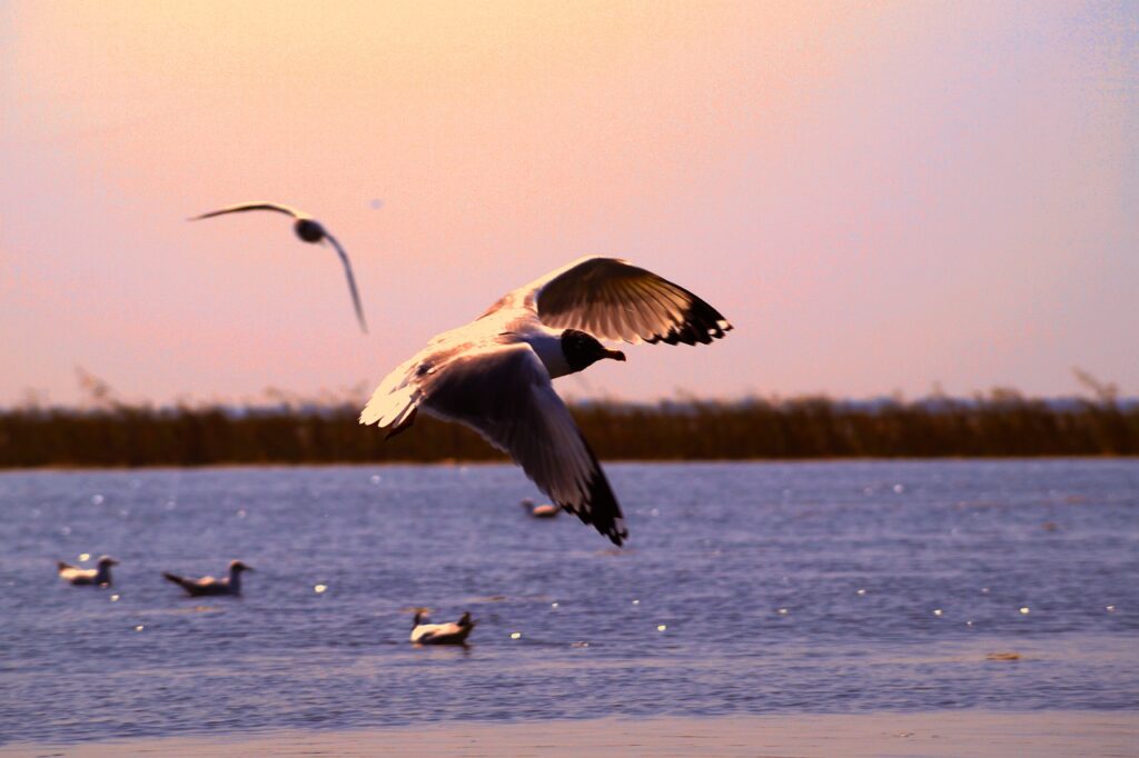 Gull Bird Flying Flight Animal  - sandip44 / Pixabay