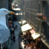 Gull Bird Urban Seagull Animal  - ThMilherou / Pixabay