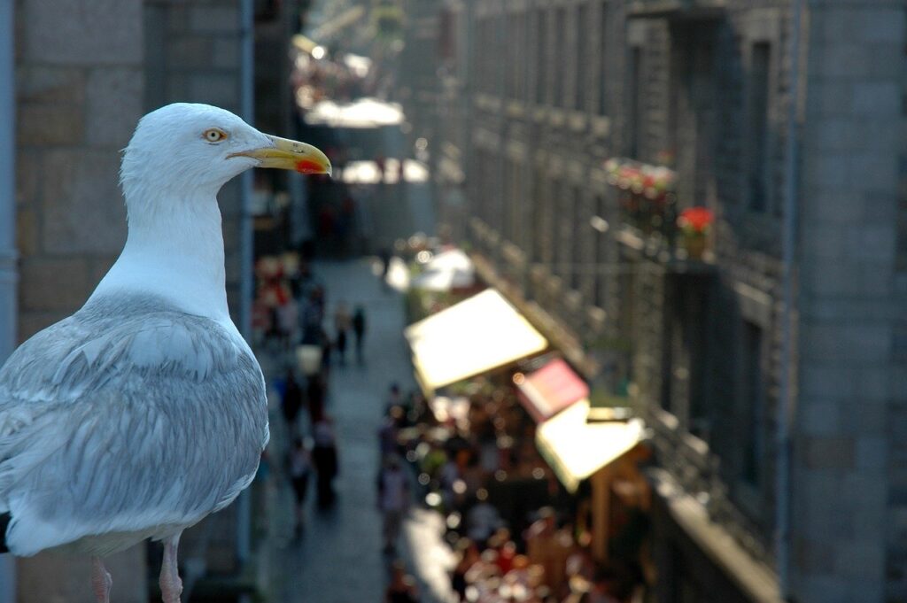 Gull Bird Urban Seagull Animal  - ThMilherou / Pixabay