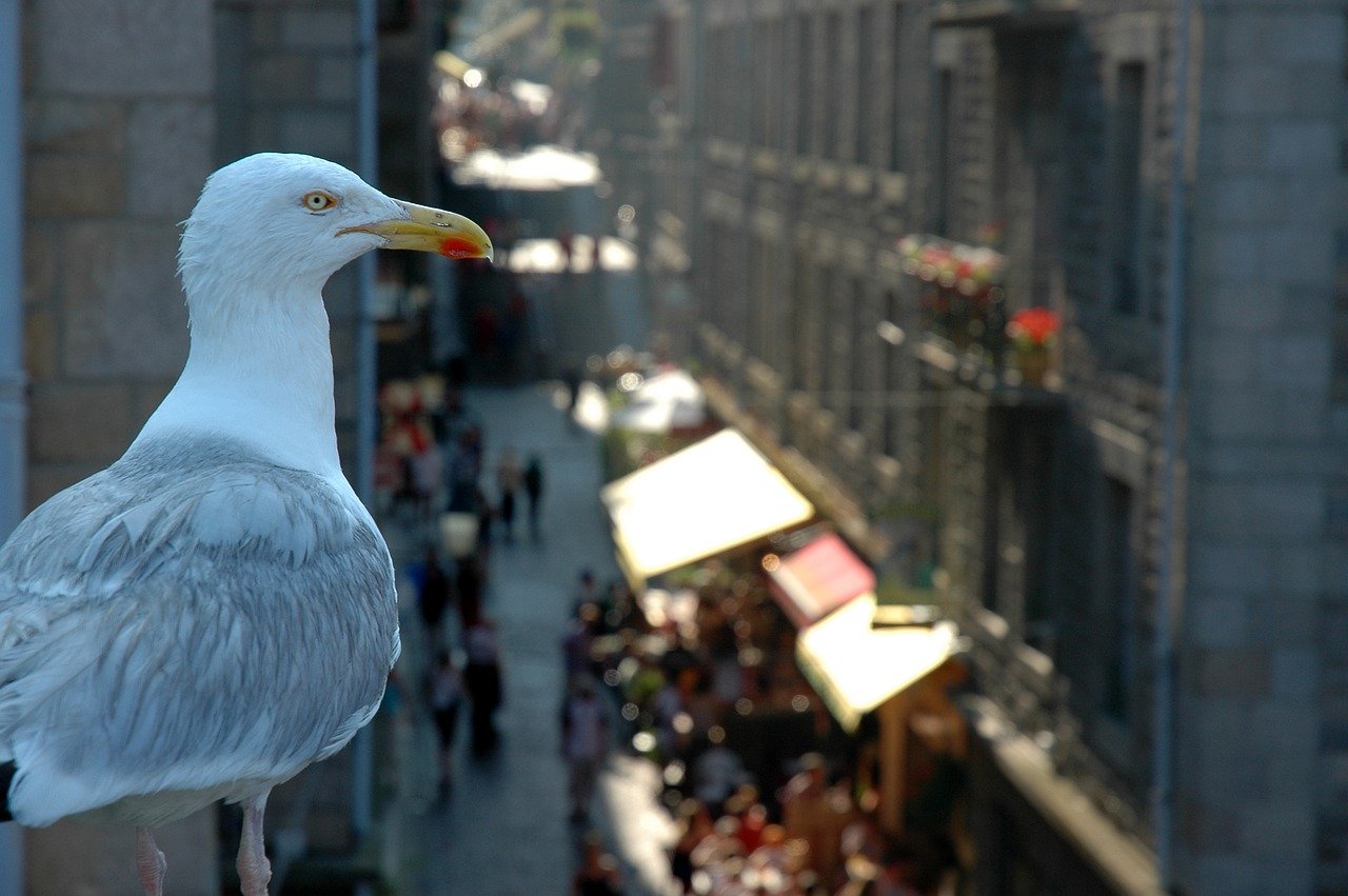 Gull Bird Urban Seagull Animal - ThMilherou / Pixabay