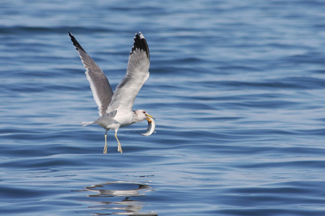 Gull Herring Run Catch  - SteveCrowhurst / Pixabay