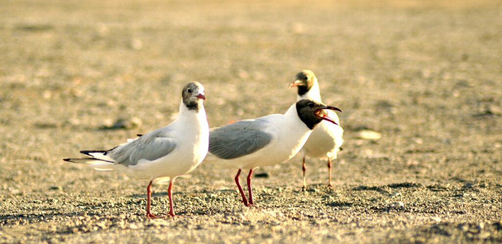 Gulls Birds Seagulls Sea Birds  - Erdenebayar / Pixabay