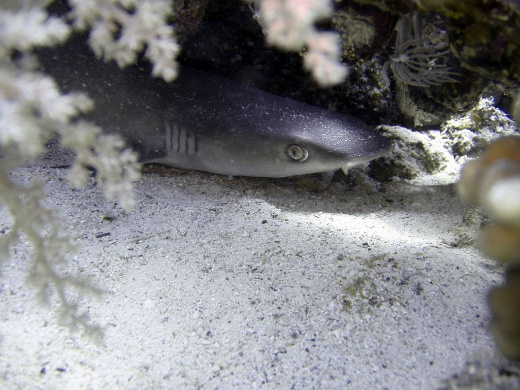 Hai White Tip Reef Shark Reef Shark  - joakant / Pixabay