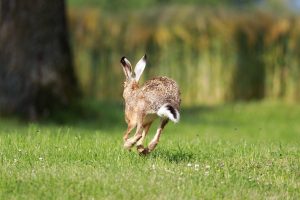 Hare Long Eared Rabbit Wild  - WFranz / Pixabay