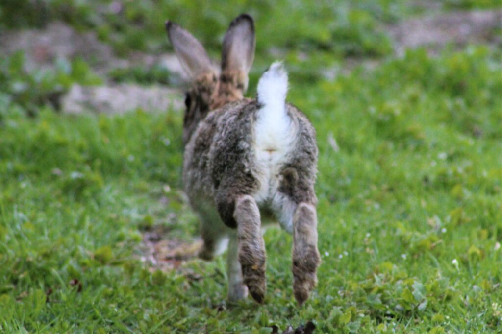 Hare Rabbit Easter Animal Cute  - furbymama / Pixabay