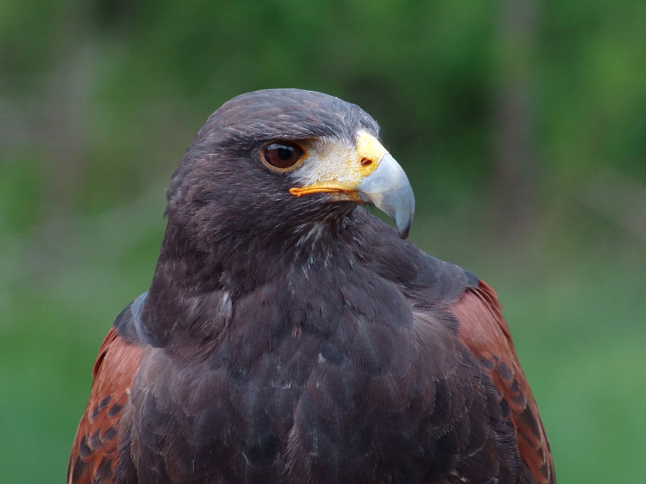 Harris Shell Red Winged Buzzard - Elstef / Pixabay