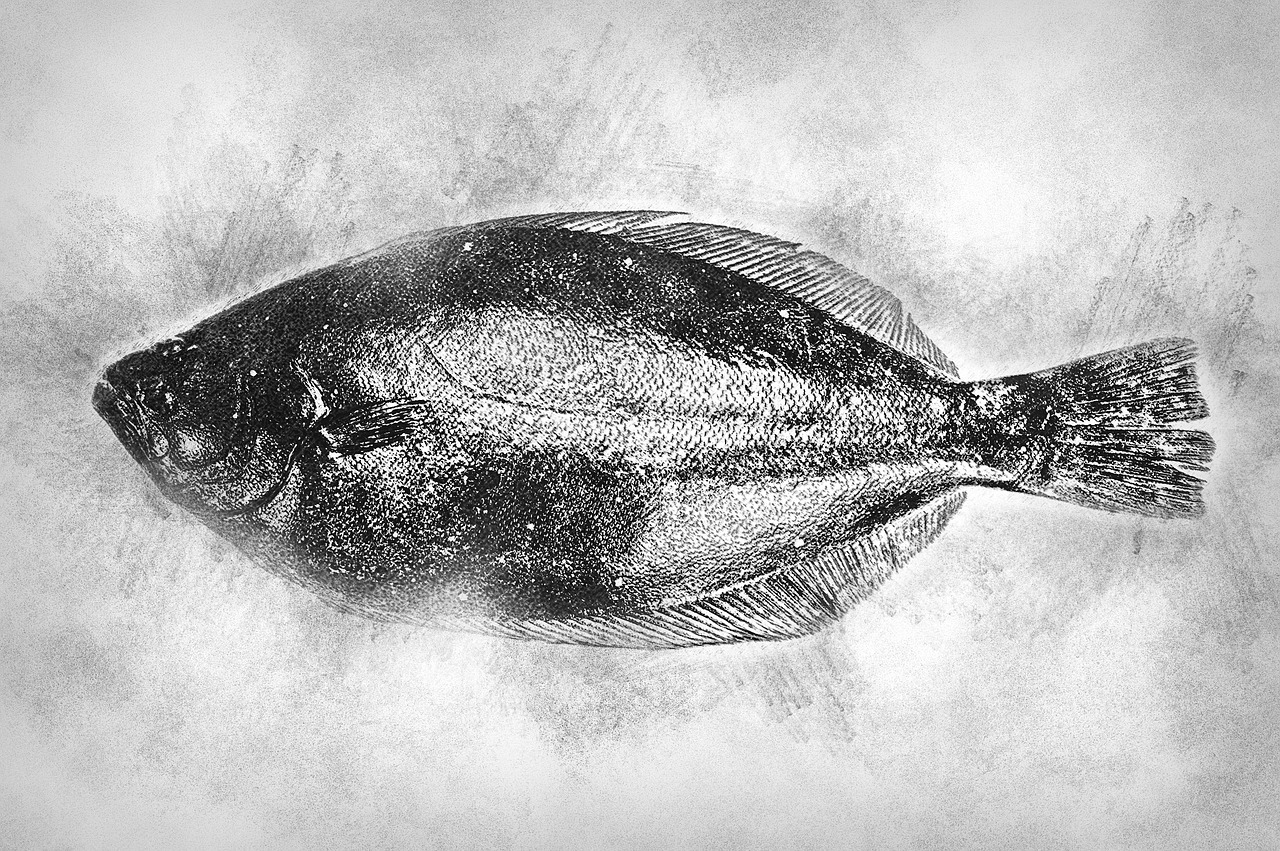 Hd Wallpaper Flatfish Seafood - zjmjeo / Pixabay