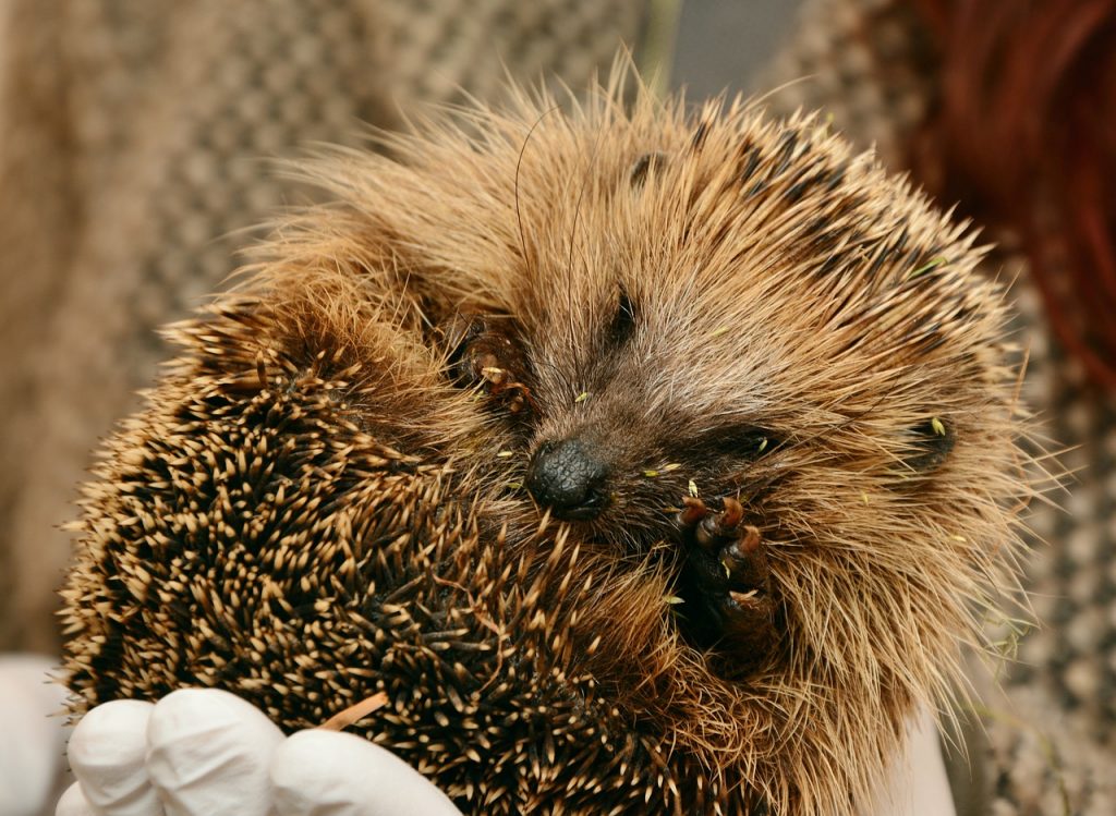 Hedgehog Hedgehogs Hibernate  - congerdesign / Pixabay