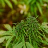 Hemp Cannabis Marijuana  - Studio32 / Pixabay