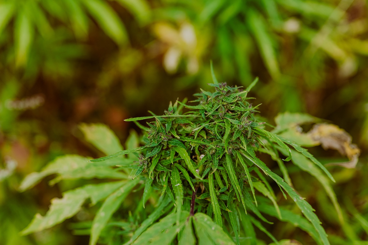 Hemp Cannabis Marijuana - Studio32 / Pixabay