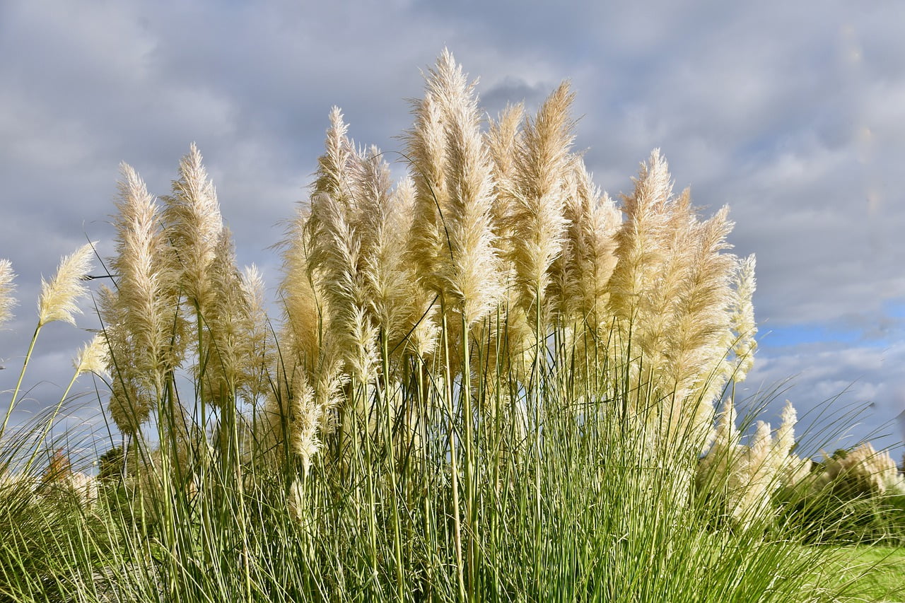 Herbs Of Pampa Plants Of Pampas White  - JACLOU-DL / Pixabay