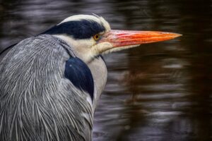 Heron Bird Animal Great Blue Heron  - rainhard2 / Pixabay