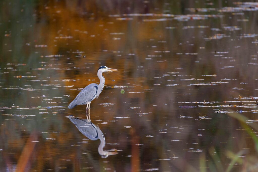 Heron Bird Wetlands Pond  - Andhoj / Pixabay