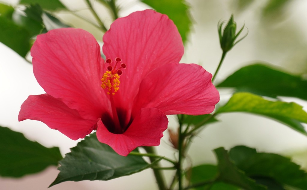 Hibiscus China Rose Flower Flora  - ignartonosbg / Pixabay