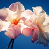 Hibiscus Flower Blossom Bloom  - fietzfotos / Pixabay