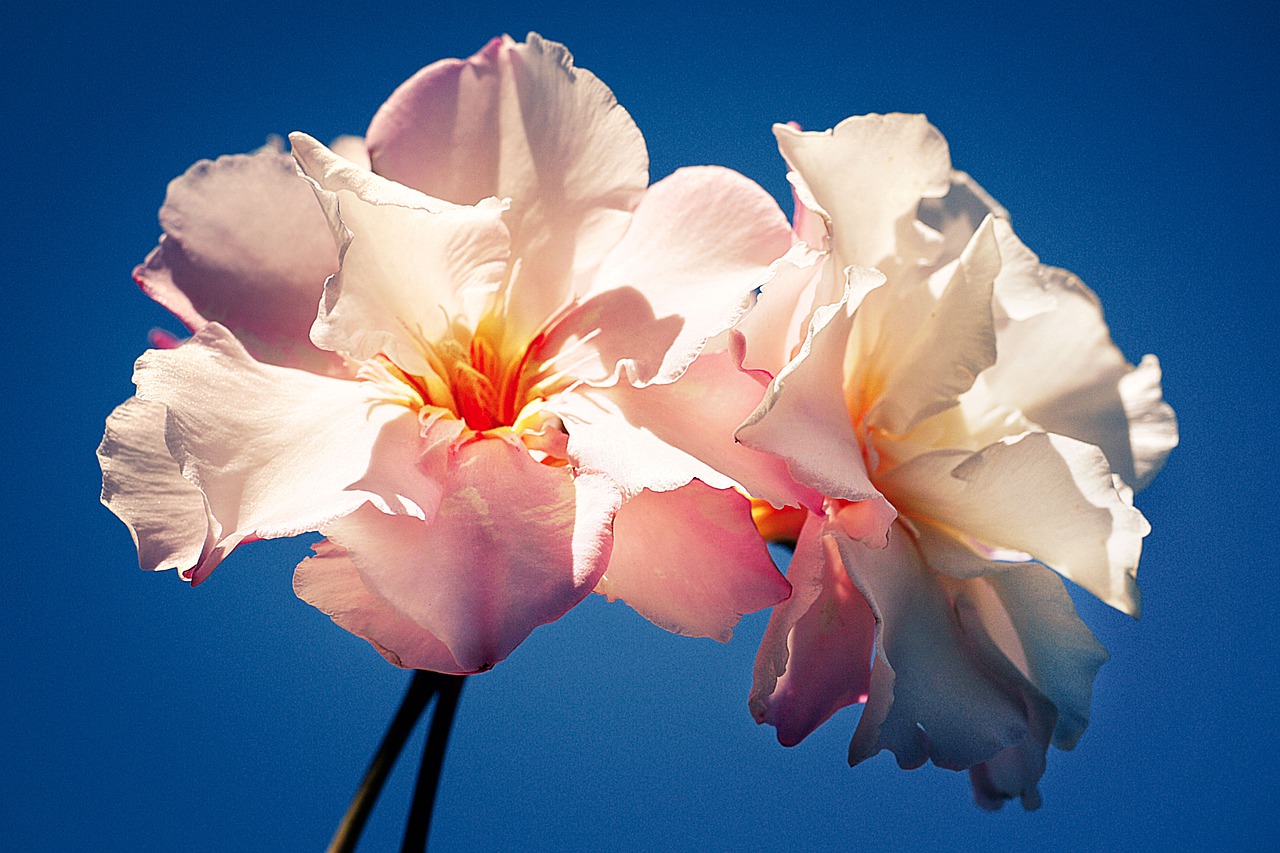 Hibiscus Flower Blossom Bloom - fietzfotos / Pixabay