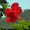 Hibiscus Hashigo%E%A%A Okinawa Flowers  - kadoyatakumi / Pixabay