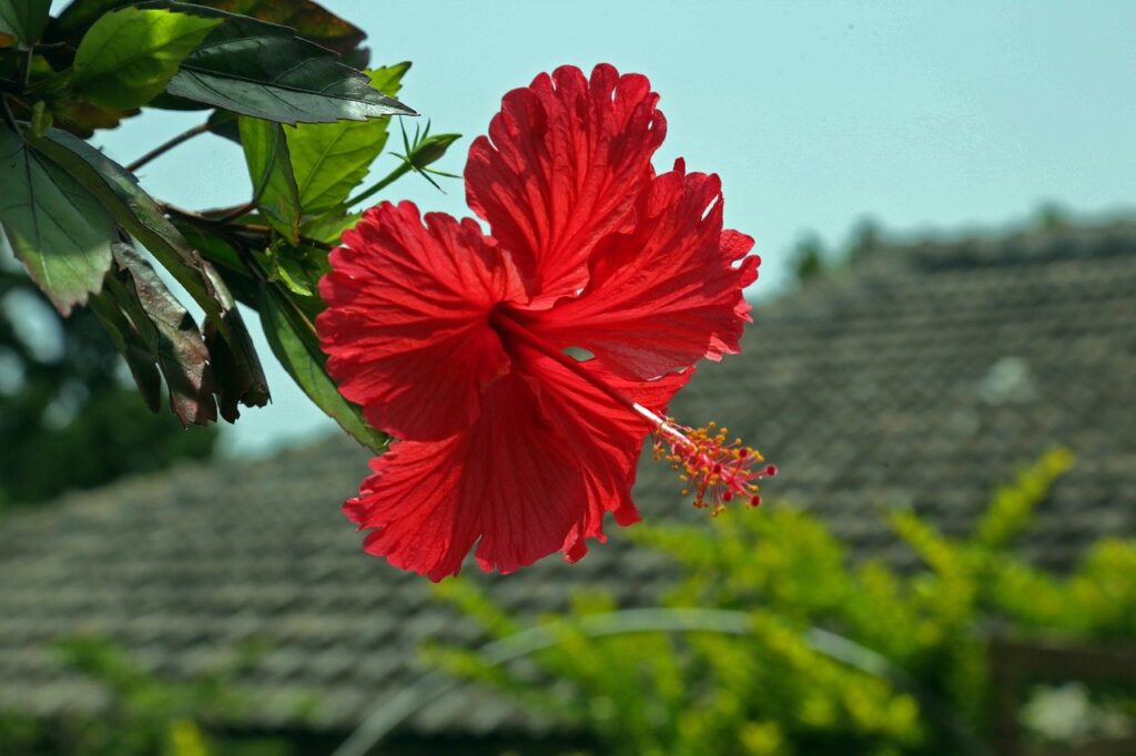 Hibiscus Hashigo%E%A%A Okinawa Flowers  - kadoyatakumi / Pixabay